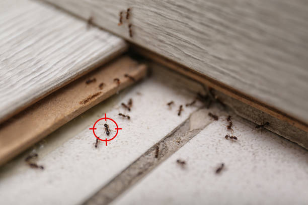 Reliable Mayville, ND Pest Control Solutions