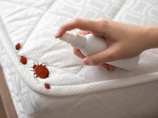 Best Mosquito Control Services  in Mayville, ND